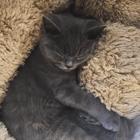 CozyCurl Plush Cat Sleep Bed